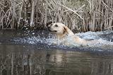 LABRADOR 769